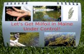 Let's Get Milfoil in Maine Under Control! 3 2 4 5 1.