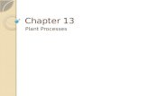 Chapter 13 Plant Processes. Section 1: Objectives Describe photosynthesis. Compare photosynthesis and cellular respiration. Describe how gas is exchanged.