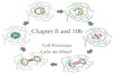 Chapter 8 and 10b Cell Processes Cells do What?. Osmosis What is diffusion? (review) Osmosis is the diffusion of water across a selectively permeable.