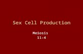 Sex Cell Production Meiosis 11-4 Sex cells = Gametes Egg cell + Sperm cell Where have they been mentioned before?