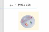 11-4 Meiosis. Each organism must inherit a single copy of every gene from each of its “parents.” Gametes are formed by a process that separates the two.