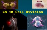 Why Would a Cell Divide? As cells absorb nutrients and get larger, the volume of the cell increases faster than the surface area This means that a.