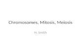 Chromosomes, Mitosis, Meiosis H. Smith. Terminology DNA exists in tightly wound structures called chromosomes. All animals have a set # of chromosomes.