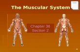 The Muscular System Chapter 36 Section 2 Notes Keys Lecture Outline – The Muscular System PowerPoint Notes textbook questions.