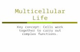 Multicellular Life Key concept: Cells work together to carry out complex functions.