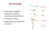 Distantly related organisms share structural similarities Function varies Explicable by common ancestry grasping leaping flying swimming running Homology.