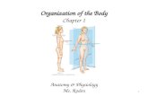 1 Organization of the Body Chapter 1 Anatomy & Physiology Ms. Roden.