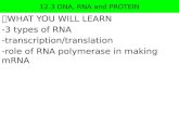 12.3 DNA, RNA and PROTEIN  WHAT YOU WILL LEARN -3 types of RNA -transcription/translation -role of RNA polymerase in making mRNA.
