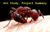 Ant Study: Project Summary. Why is understanding habitat selection important?
