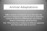 Animal Adaptations S4L2. Students will identify factors that affect the survival or extinction of organisms such as adaptation, variation of behaviors.