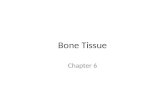 Bone Tissue Chapter 6. Skeletal Cartilage Chondrocytes in lacunae in gel-like ground substance – Ground substance of water & protein (collagen)  resiliency.