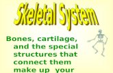 Bones, cartilage, and the special structures that connect them make up your skeletal system.