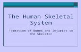 The Human Skeletal System Formation of Bones and Injuries to the Skeleton.