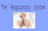 Function The respiratory system exchanges gases (oxygen and carbon dioxide) with the cardiovascular system.
