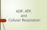 ADP, ATP, and Cellular Respiration. What is ATP?  Energy Used by all cells  Adenosine Triphosphate.