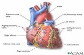 Location and Protection of the Heart The heart is located in the thoracic cavity between the lungs and on top of the diaphragm in a region called the.