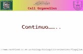 1 Cell Organelles Continuo…….. .