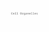 Cell Organelles. Features Found in all Cells Cell membrane Cytoplasm DNA ribosomes.