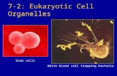 7-2: Eukaryotic Cell Organelles Stem cells White blood cell trapping bacteria.