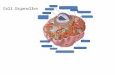 Cell Organelles. Cytoskeleton · Functions: >Supports and shapes the cell >Helps position and transport organelles >Provides strength >Assists in cell.