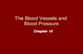 Chapter 10 The Blood Vessels and Blood Pressure. Some organs receive blood flow in excess of their own needs. They are the digestive organs, kidneys,