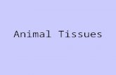 Animal Tissues. Tissues Tissues are groups of specialized cells that work together for a particular function. In humans, combinations of different types.