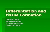 Differentiation and tissue Formation  Muscle Tissue  Epithelial Tissue  Connective Tissue  Nervous Tissue.