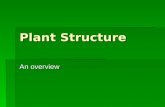 Plant Structure An overview. Plant Cells Cell Walls  Primary  Secondary  Middle lamella  Plasmodesmata.