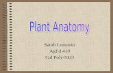Sarah Lomanto AgEd 410 Cal Poly-SLO Parts of a Plant Roots Leaves Stems Fruit Flowers.