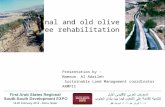 Canal and old olive tree rehabilitation Presentation by : Mamoon Al Adaileh Sustainable Land Management coordinator ARMPII.