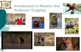 Introduction to Modern Day Furbearer Trapping. What Furbearer Trapping is All About: Conservation and Management  Trapping is Ecologically Sound  Trapping.