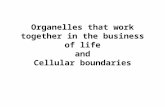 Organelles that work together in the business of life and Cellular boundaries.