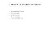Lecture 10: Protein structure –Protein structure –Alpha helix –Beta sheet –Turns or bends.