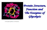 Protein Structure, Function and The Enzymes of Glycolysis triosephosphate isomerase.