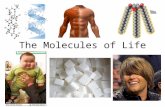 The Molecules of Life. Organic Compounds What does organic mean? – No pesticides? – Environmentally friendly farming? – In biology, organic = carbon based.
