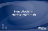 Brucellosis in Marine Mammals. Overview Organism History Epidemiology Transmission Disease in Humans Disease in Animals Prevention and Control Actions.