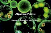 Algaelike Protist Savanna, Brandon, and Hunter. Plant like protists: Energy by photosynthesis = autotrophs All contain chlorophyll a but vary with accessory.