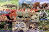 Endangered Land Species  5/udzungwa-mountains-home-of- different.html .