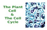 The Plant Cell & The Cell Cycle. The Plant Cell Plant cells are the basic units of plant structure and function. Different plant cells have different.