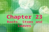 Chapter 23 Roots, Stems and Leaves. Section 23-1 Learning Targets Describe the organs and tissues of vascular plants Identify the specialized cells of.