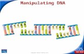 End Show Slide 1 of 32 Copyright Pearson Prentice Hall Manipulating DNA.