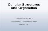 Cellular Structures and Organelles Laura Fraser Cotlin, Ph.D. Fundamentals 1 – Dental/Optometry August 9, 2011.