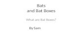 Bats and Bat Boxes What are Bat Boxes? By Sam. Here are some names of bats that live in Washington. Western Small-footed bat Western long-ear bat Big.