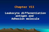 Chapter VII Leukocyte differentiation antigen and Adhesion molecule.