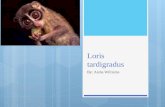 Loris tardigradus By: Aisha Williams. Names  Common name: English- Red Slinder Loris, Slinder Loris French- Loris Grèle Spanish- Loris Fino  Scientific.