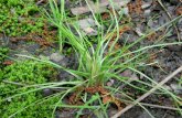 Grass, Sedge, Rush, or Something Else?. CharacterPoaceaeCyperaceaeJuncaceae Leaves2-ranked, flat, non-channelled3-ranked, flat, channelled 2 to many ranked,
