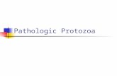 Pathologic Protozoa. CHARACTERISTICS OF PROTOZOA 1. Unicellular 2. Chemoheterotrophs (get their energy by breaking down organic matter). 3. Most ingest.