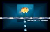 Subsurface Drip Irrigation Subsurface Drip Irrigation.