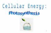 1. Photosynthesis –Energy from Sunlight –Photosynthesis - the process by which autotrophs convert sunlight into a usable form of energy. (Food!!!) 2.