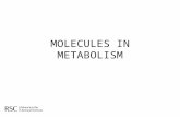 MOLECULES IN METABOLISM. Metabolic Chemistry Related to Overweight Reactions and molecules in the digestive process.